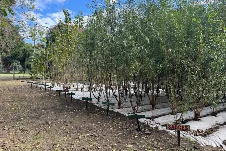 LA PROVINCIA TRANSFIERE FONDOS A SUARDI PARA FORESTACIÓN Y EL CUIDADO DEL MEDIO AMBIENTE
